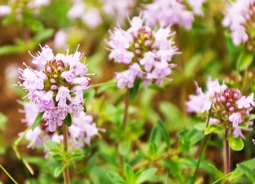 室内驱蚊虫植物盆栽有哪些