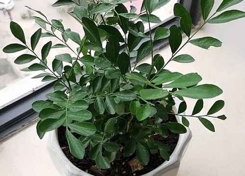 室内驱蚊虫植物盆栽有哪些