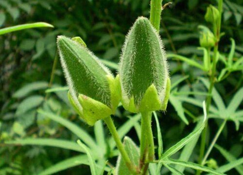 黄葵和秋葵是同一种植物吗