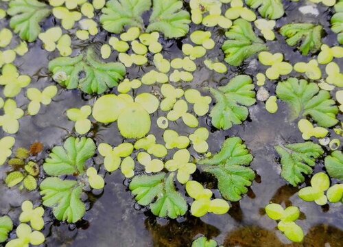 浮萍是什么植物类别