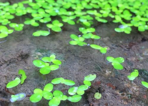 浮萍是什么植物类别