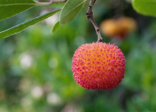 杨梅是植物吗