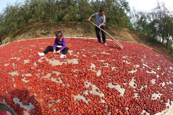 枣的品种名称及图片