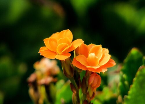 长寿花怎么养才开花