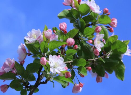 海棠花的特点