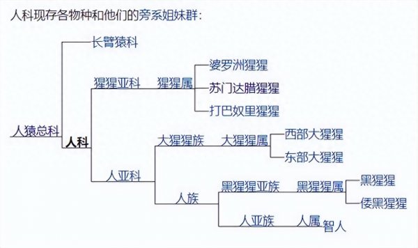 除了人类智商最高的是什么动物