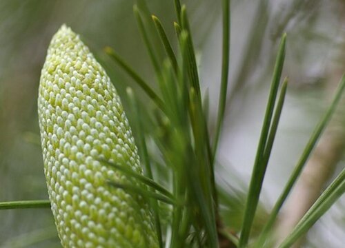 裸子植物和被子植物的区别