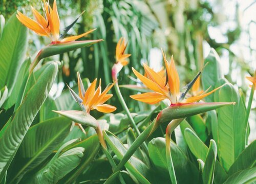 天堂鸟养多久才能开花