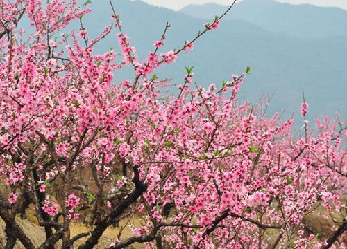 桃花代表什么象征意义