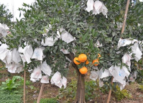 陕南适合种植什么水果