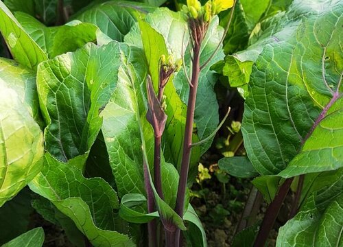 菜苔什么时候播种