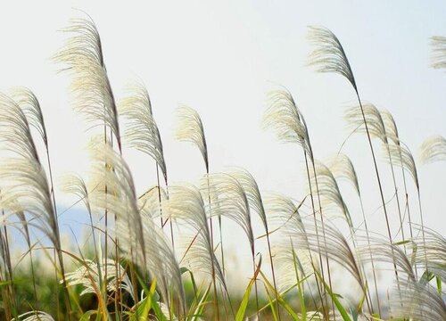 芒草和芦苇的区别