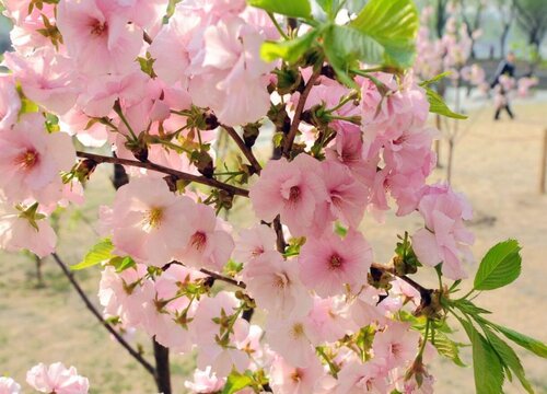 樱花的花语是什么