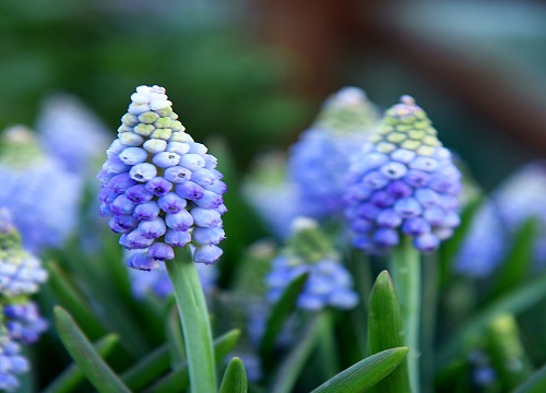 代表原谅的花