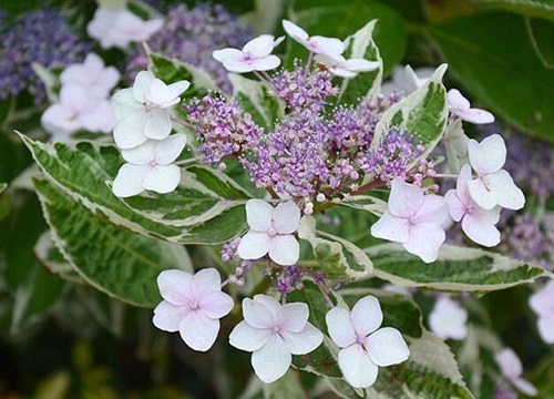 绣球花冬春需要春化促花吗