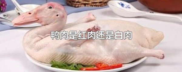 鸭肉是红肉还是白肉