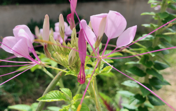 醉蝶花的花语是什么意思