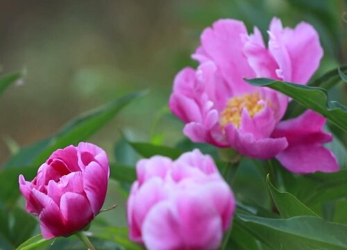 芍药花什么季节开花