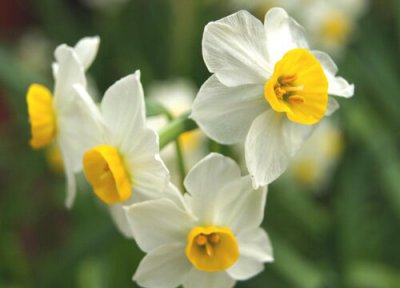 水仙花开花时间 水仙花什么时候开花