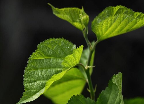 桑叶茶属于什么茶