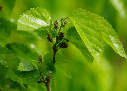 桑叶茶属于什么茶