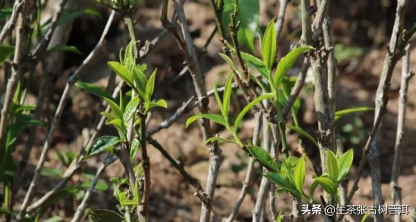 藤条茶和古树茶的区别