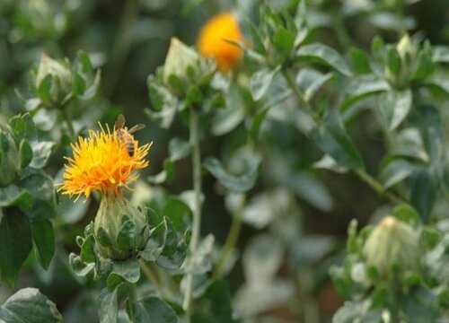 红花种植时间和方法