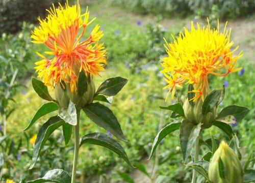 红花种植时间和方法