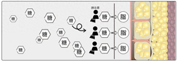 碳水是什么意思