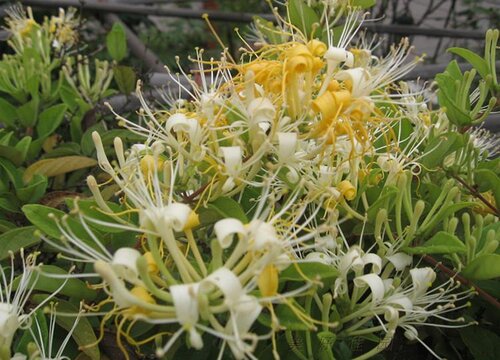 代表伤感的花