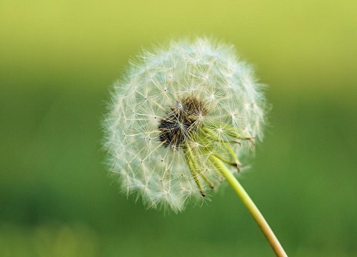 代表伤感的花