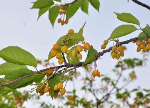 樱桃树叶子干枯怎么办