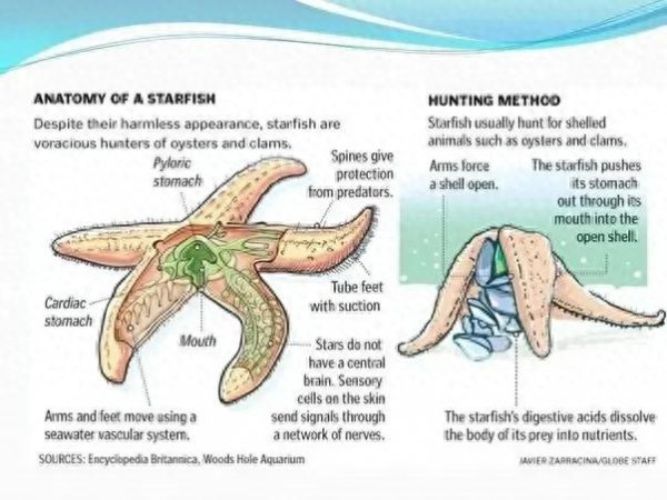 海星是动物还是植物类