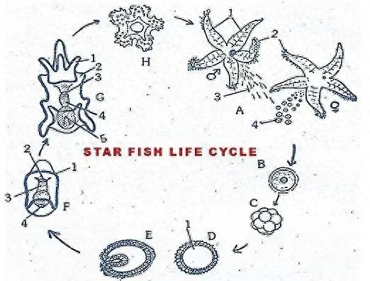 海星是动物还是植物类