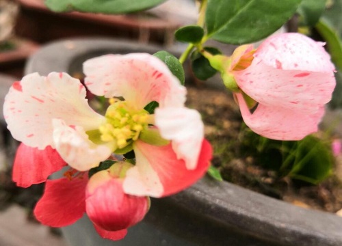 海棠一年开几次花