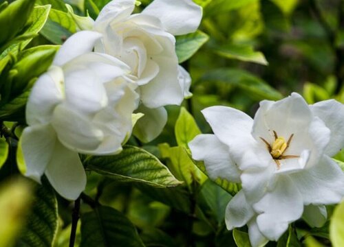 栀子花什么季节开花