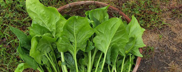 3月份应季菜及水果