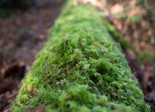 苔藓冬天会冻死吗