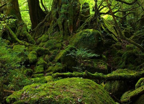 苔藓冬天会冻死吗