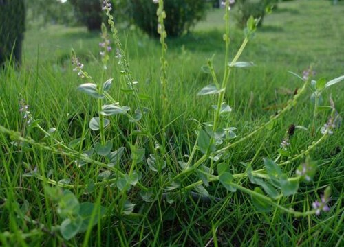 云草的花语是什么