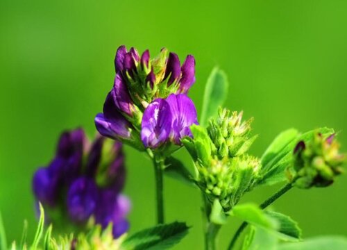 紫花苜蓿牧草的优缺点有哪些