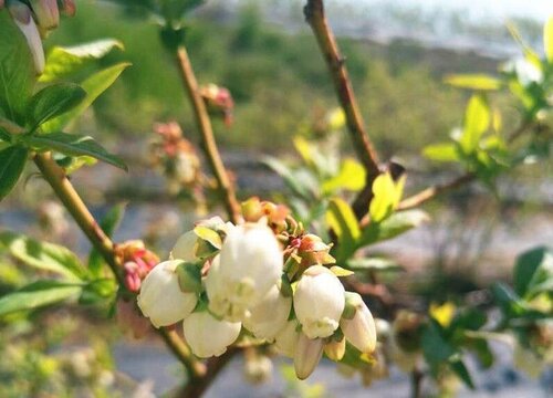 蓝莓开花是什么样子的