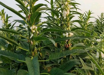 春芝麻种植时间 春芝麻种植时间和方法