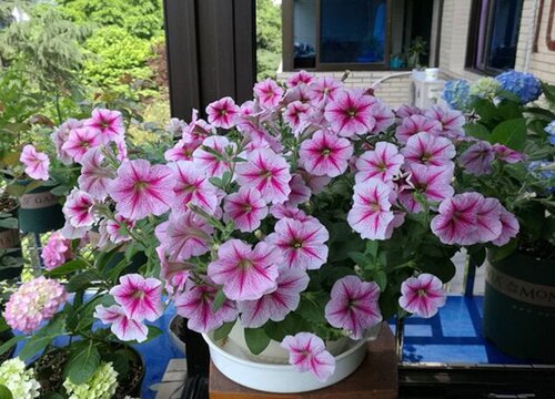 春冬季节如何给花卉做护理