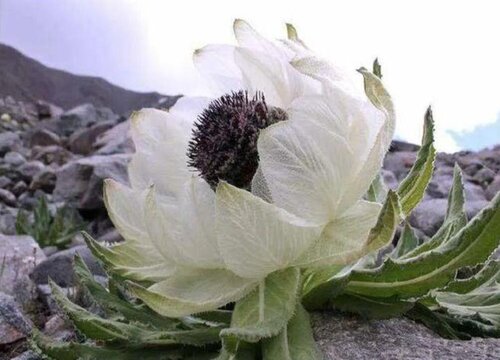 代表高冷孤傲的花