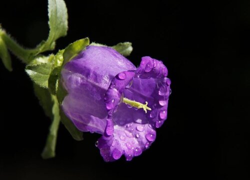 风铃花有毒吗