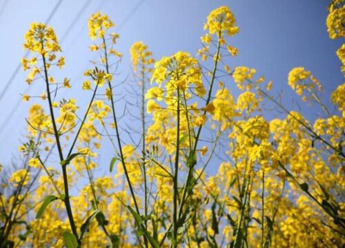 油菜花的花语是什么