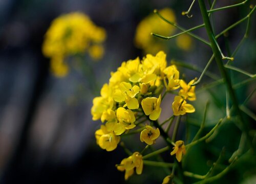 油菜花的花语是什么