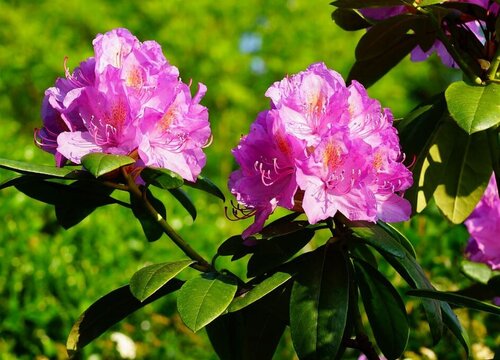 野生杜鹃花是国家保护植物吗