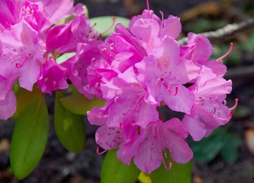 野生杜鹃花是国家保护植物吗